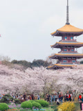 真一带你去旅游